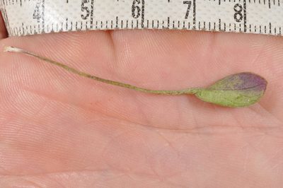 Cardamine dimidia, photographed by Pieter Pelser