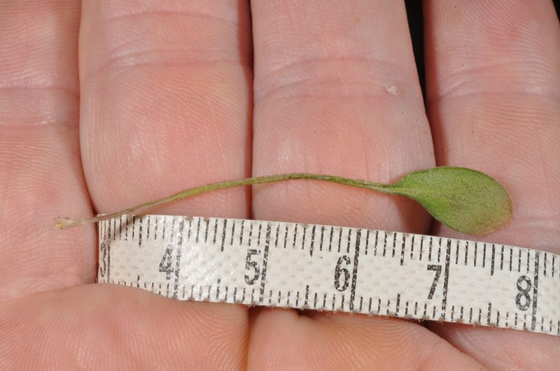 Cardamine dimidia, photographed by Pieter Pelser