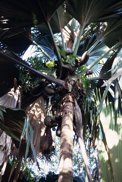Lodoicea maldivica, photographed by Tuoichen