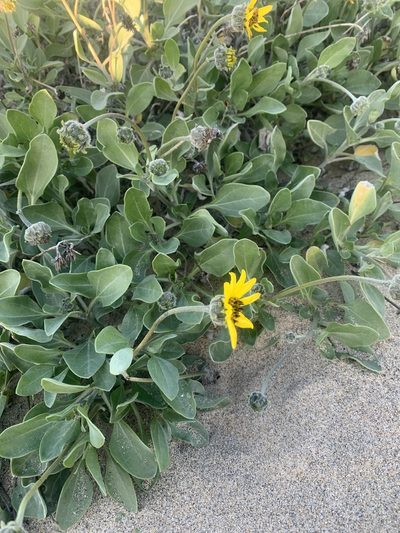 Helianthus niveus, photographed by Jim Riley