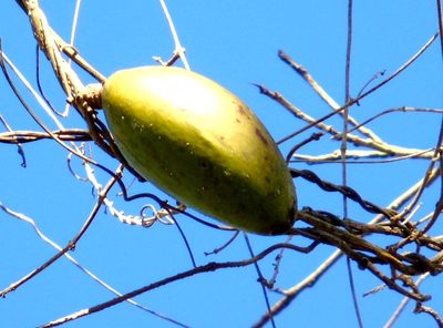 Ruehssia edulis, photographed by Francisco Farriols Sarabia