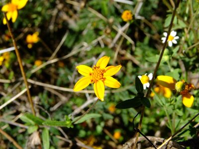 Aldama dentata, photographed by Fredy
