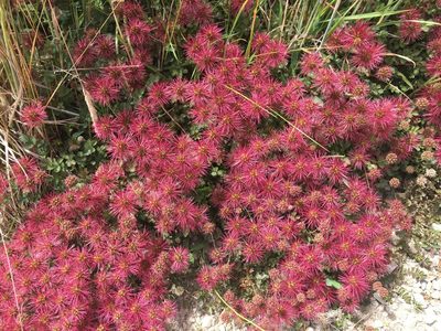 Acaena microphylla, photographed by Matt Scott