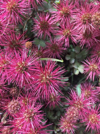 Acaena microphylla, photographed by Matt Scott