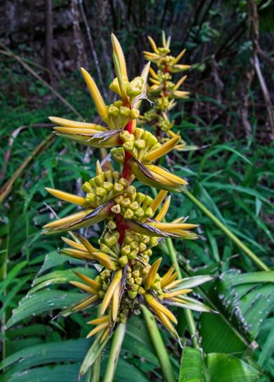 Heliconia spissa, photographed by Matteo Cassella