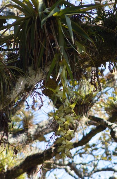 Tillandsia eizii, photographed by ELOYJIMENEZ13