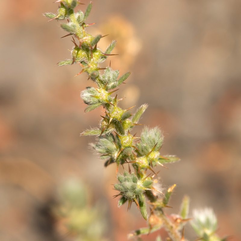 Sclerolaena convexula, photographed by Kym Nicolson