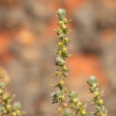 Sclerolaena convexula, photographed by Kym Nicolson