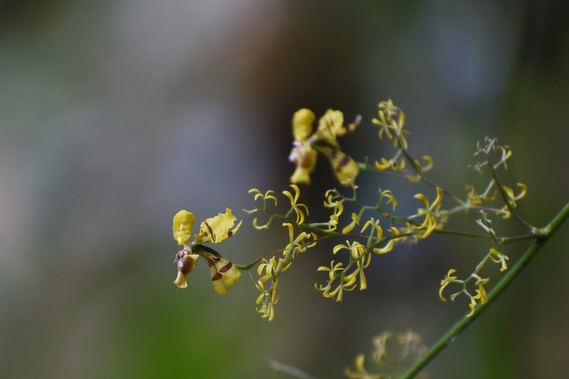 Oncidium ligiae, photographed by DANIEL ALEJANDRO CHICA BOTERO