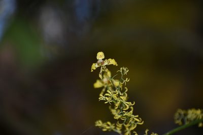Oncidium ligiae, photographed by DANIEL ALEJANDRO CHICA BOTERO