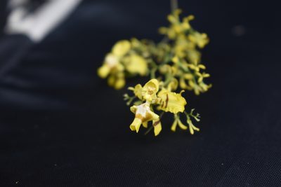 Oncidium ligiae, photographed by DANIEL ALEJANDRO CHICA BOTERO