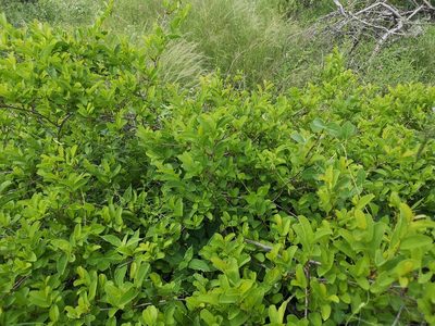 Cissus cornifolia, photographed by Jens-Christian Svenning