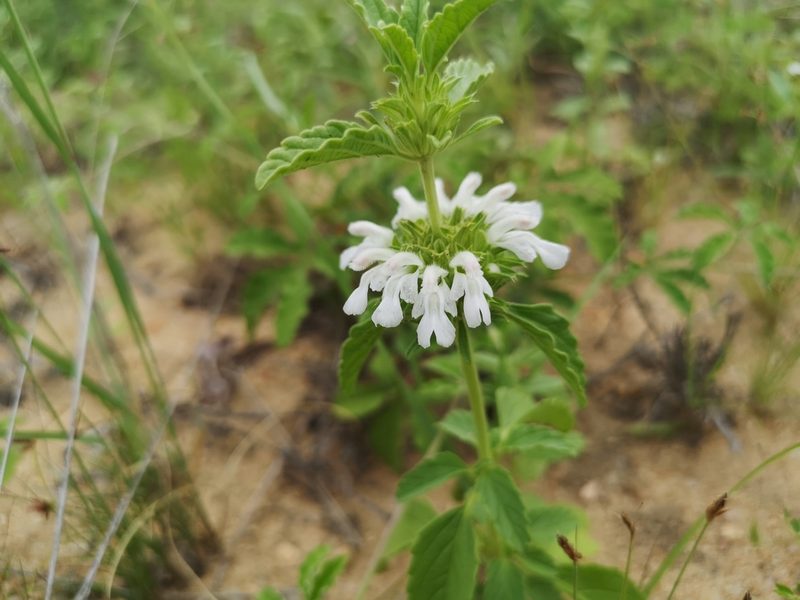 Leucas sexdentata, photographed by Jens-Christian Svenning