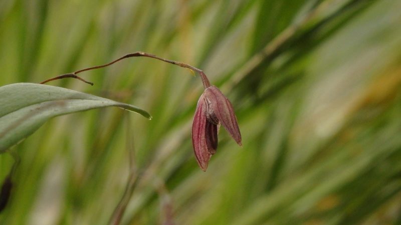 Stelis pachyglossa, photographed by Victor De la Cruz