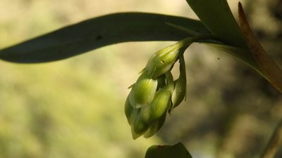 Epidendrum fruticosum, photographed by Victor De la Cruz