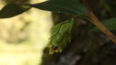 Epidendrum fruticosum, photographed by Victor De la Cruz