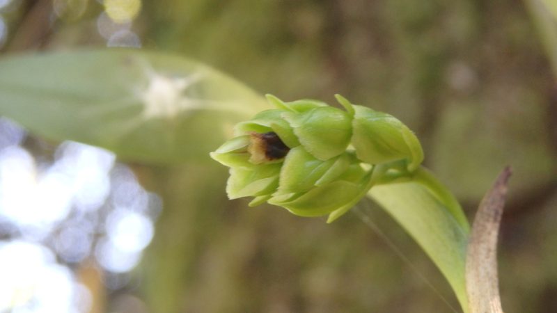 Epidendrum fruticosum, photographed by Victor De la Cruz
