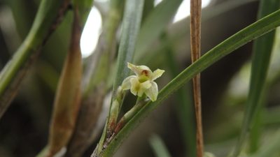 Scaphyglottis fasciculata, photographed by Victor De la Cruz