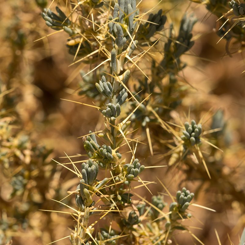 Sclerolaena divaricata, photographed by Kym Nicolson
