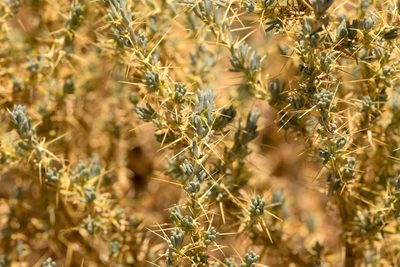 Sclerolaena divaricata, photographed by Kym Nicolson
