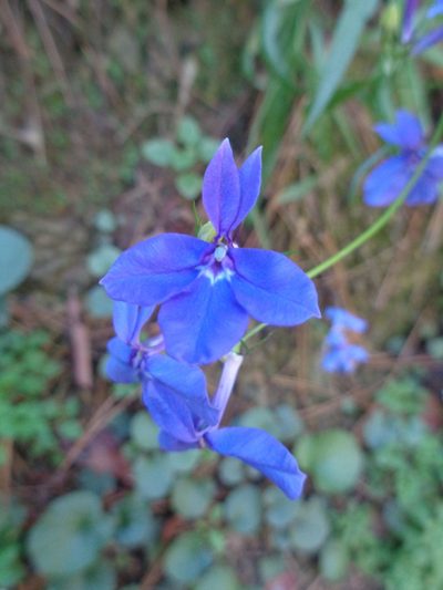 Lobelia sublibera, photographed by Luc Wyn
