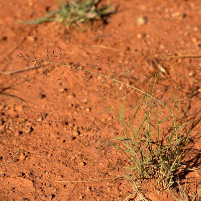 Eragrostis lacunaria, photographed by Kym Nicolson