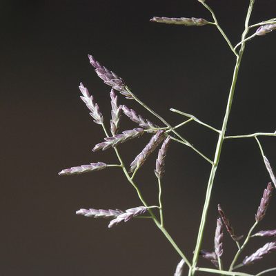 Eragrostis lacunaria, photographed by Kym Nicolson