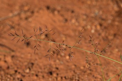 Eragrostis lacunaria, photographed by Kym Nicolson