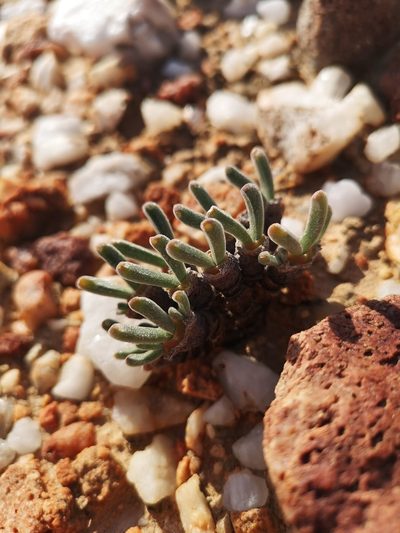 Monilaria moniliformis, photographed by leandra-k_89