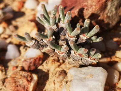 Monilaria moniliformis, photographed by leandra-k_89