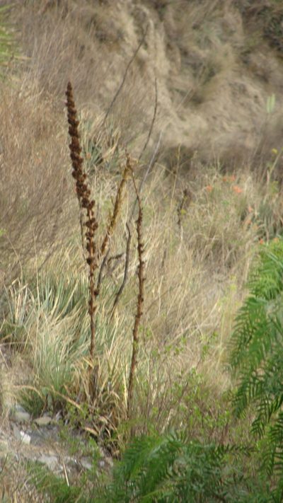 Hechtia perotensis, photographed by Alexis López Hernández