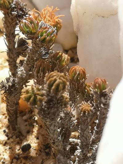 Crassula multiceps, photographed by leandra-k_89