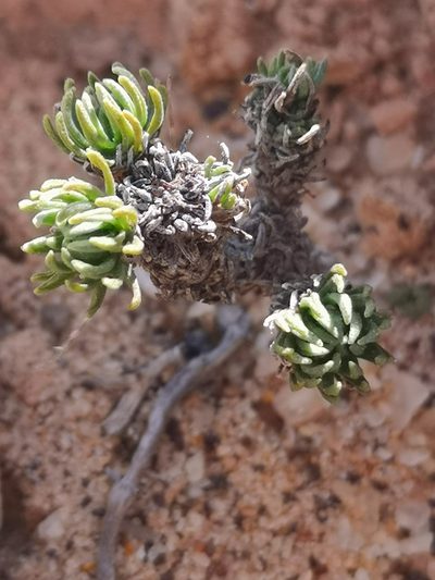 Crassula multiceps, photographed by leandra-k_89