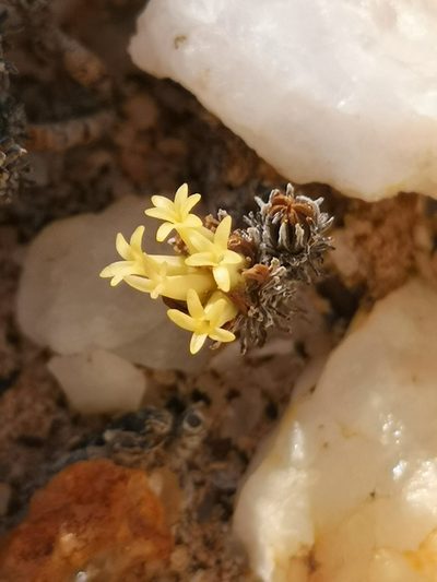 Crassula multiceps, photographed by leandra-k_89