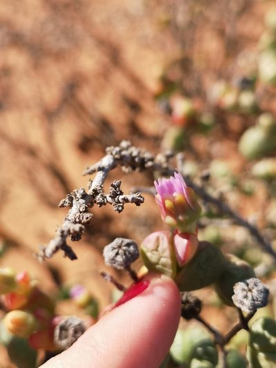 Ruschia atrata, photographed by leandra-k_89