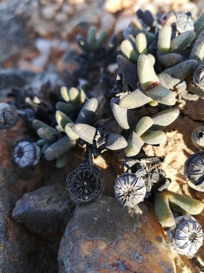 Cephalophyllum staminodiosum, photographed by leandra-k_89