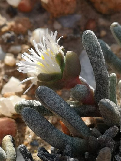 Cephalophyllum staminodiosum, photographed by leandra-k_89