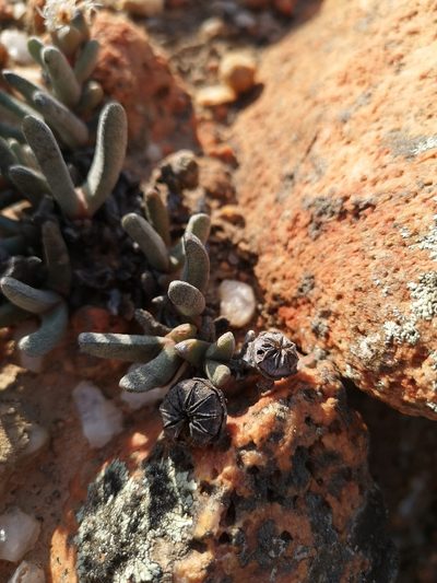 Cephalophyllum staminodiosum, photographed by leandra-k_89