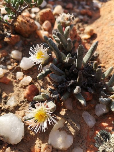 Cephalophyllum staminodiosum, photographed by leandra-k_89