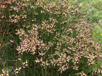 Juncus jacquinii, photographed by Karsten Rohweder