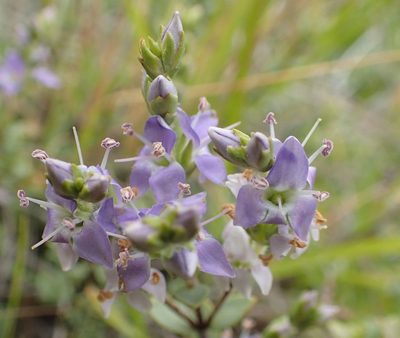 Veronica pimeleoides, photographed by John Steel