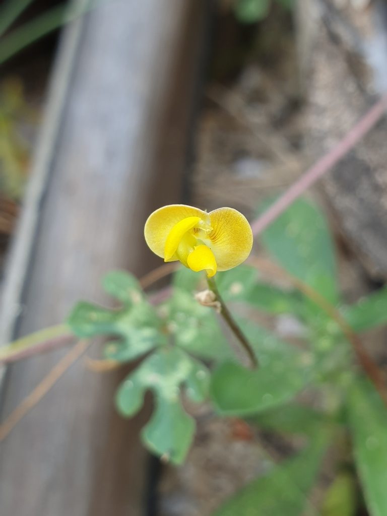 Vigna aconitifolia, photographed by Aravinth