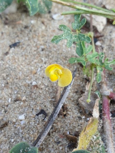Vigna aconitifolia, photographed by Aravinth