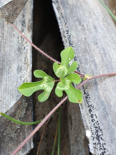Vigna aconitifolia, photographed by Aravinth