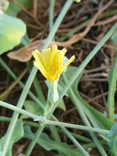 Launaea sarmentosa, photographed by Aravinth
