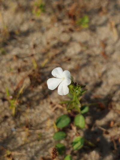 Striga angustifolia, photographed by Aravinth