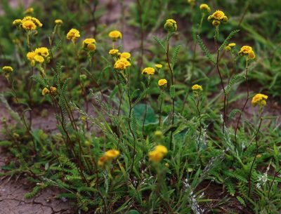 Cyathocline lutea, photographed by Shiwalee Samant