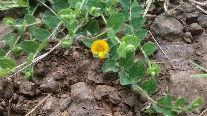 Crotalaria filipes, photographed by S.MORE