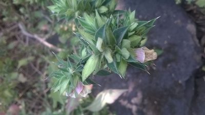 Lepidagathis cuspidata, photographed by S.MORE