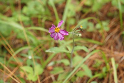 Bidens aequisquama, photographed by Juan Carlos Pérez Magaña